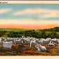 Vintage Linen Postcard Posted Angora GoatsTexas