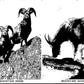 Mountain Goat Mountain Sheep Canada Vintage Post Card Unposted Black & White