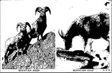 Mountain Goat Mountain Sheep Canada Vintage Post Card Unposted Black & White