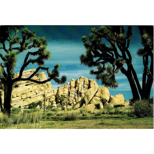 Joshua Tree National Park #4 Postcard By Buster Y. Wright