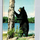 Black Bear Standing Up Vintage Postcard Land O' Lakes District Perth Ontario CAN