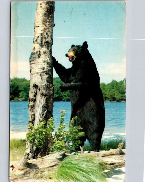 Black Bear Standing Up Vintage Postcard Land O' Lakes District Perth Ontario CAN