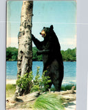 Black Bear Standing Up Vintage Postcard Land O' Lakes District Perth Ontario CAN