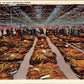 Tobacco Sale An Ever Interesting Scene Vintage Linen Postcard S-522 Unposted - Suthern Picker