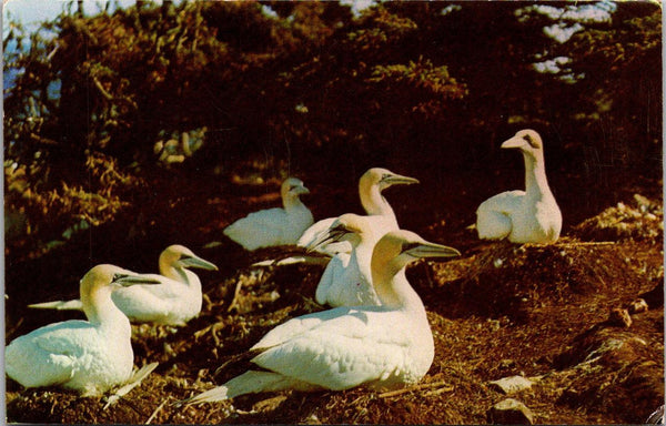 Gannets At Bonaventure Island Original Vintage Postcard Unposted Natural Color 1 - Suthern Picker